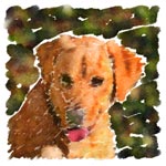 Arwen, a Golden Retriever / Yellow Lab Mix, in Watercolor