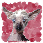 Harry, a Chinese Crested