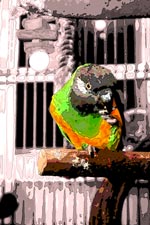 Sam the Poicephalus Parrot